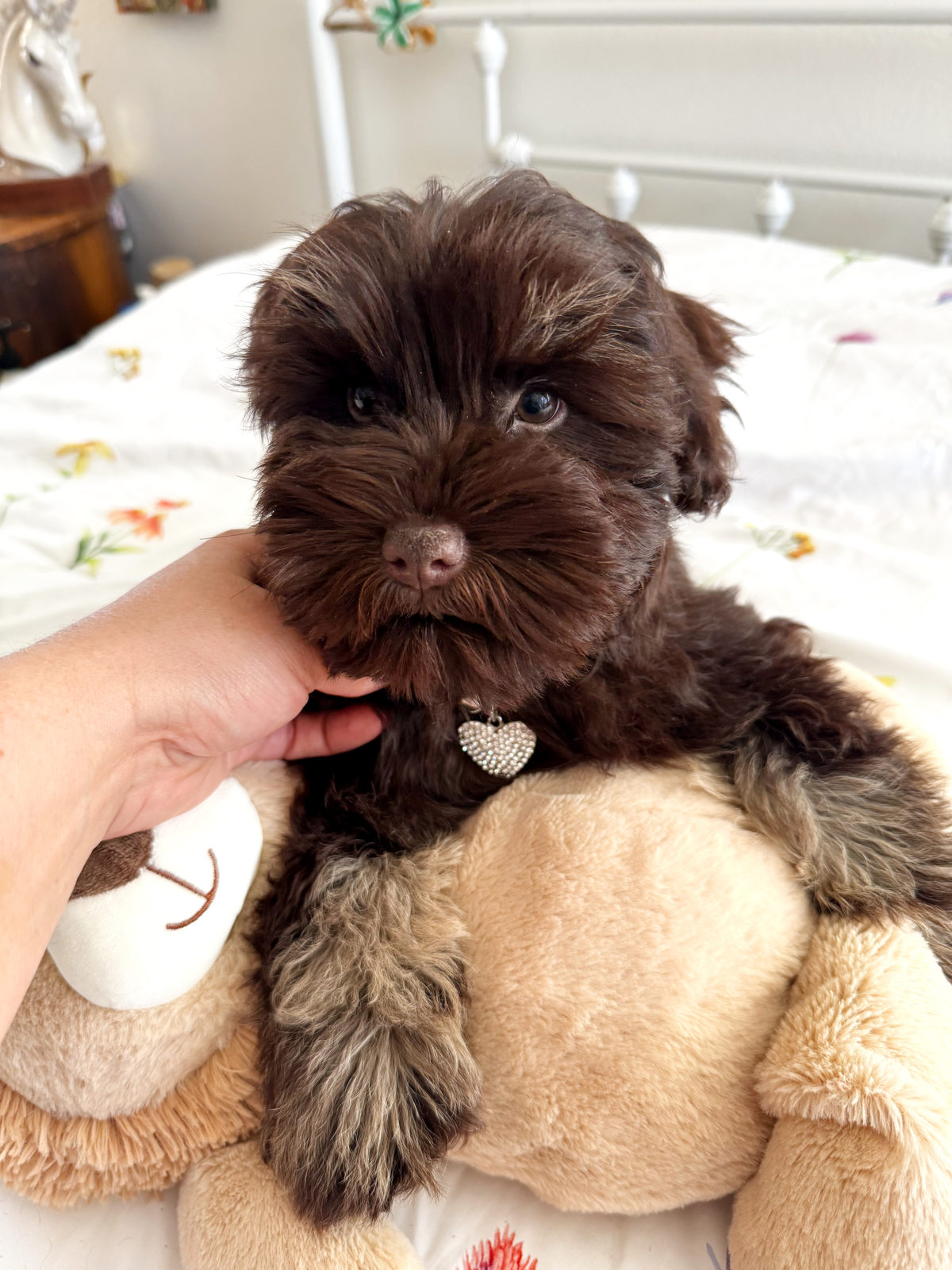Sheepadoodle puppy receiving core vaccination at veterinary visit