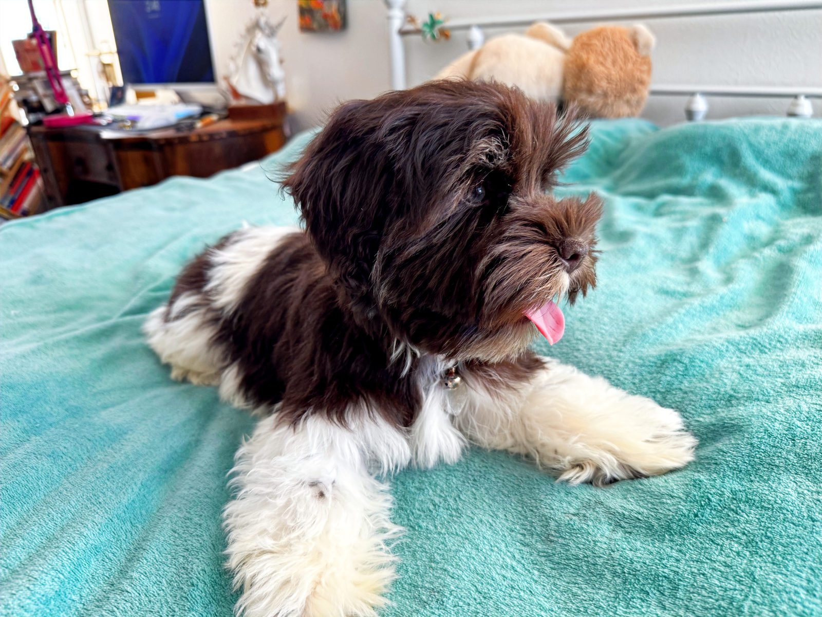 Sheepadoodle puppy raised following minimal vaccine protocol