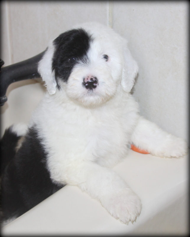 Adult sheepadoodle dog with titer testing instead of automatic boosters