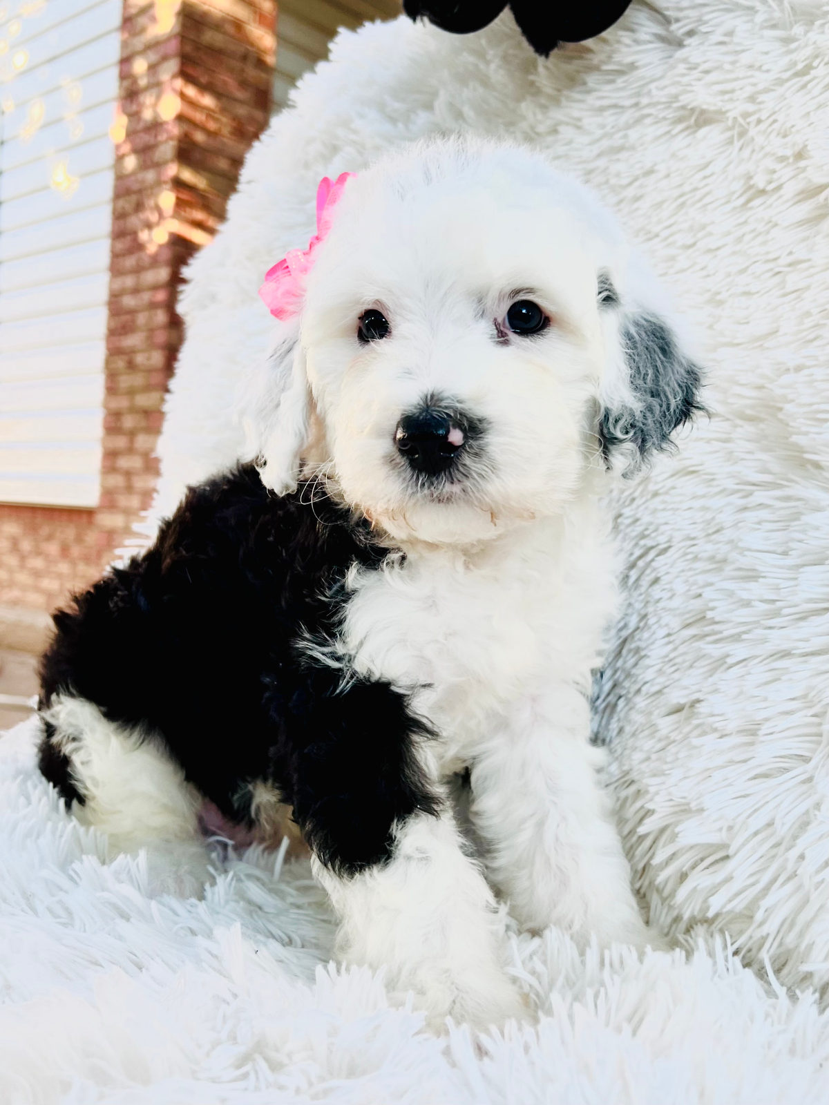 Adult sheepadoodle dog with established veterinary relationship