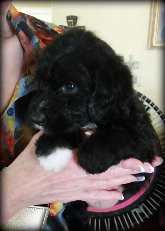 Sheepadoodle dog with ongoing vaccination care as lifestyle changes
