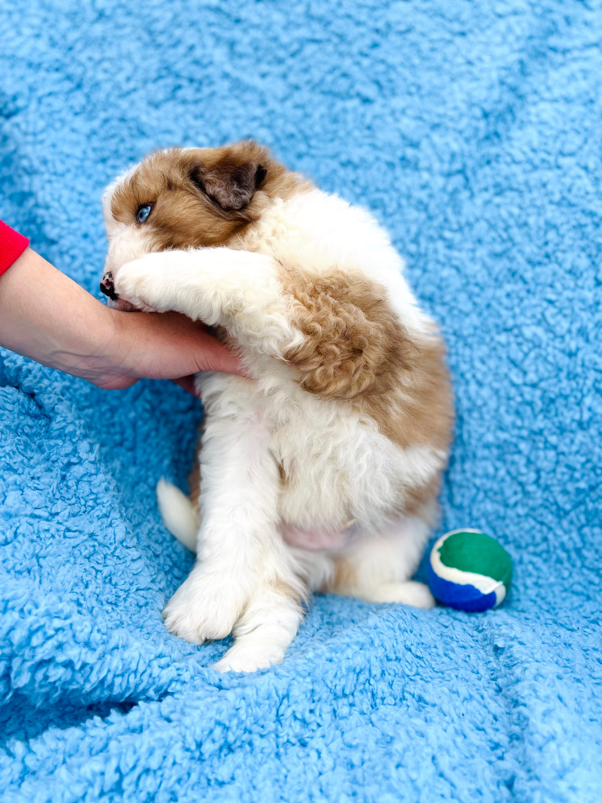 Are Sheepadoodles hypoallergenic? Low-shedding coat guide - Sunshine Sheepadoodles Texas