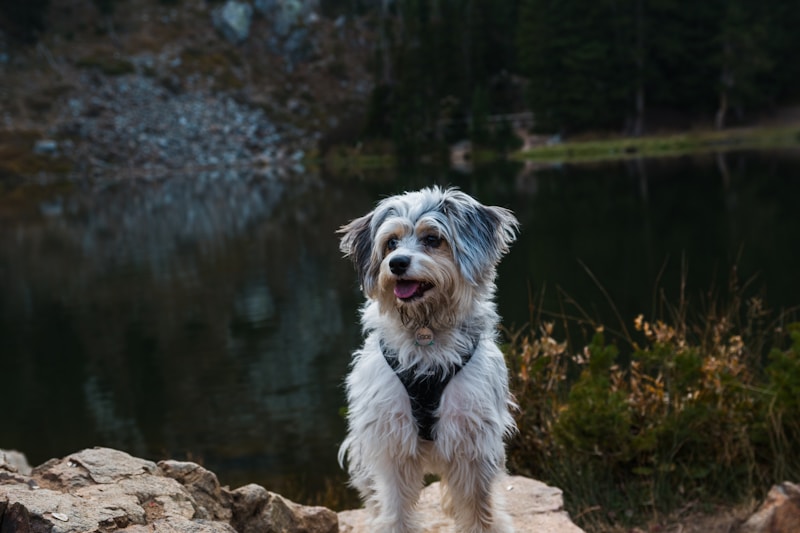 Aussiedoodle dog with blue merle coat requiring regular grooming