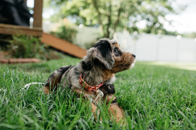 Aussiedoodle puppy with merle coat pattern, a common defining trait