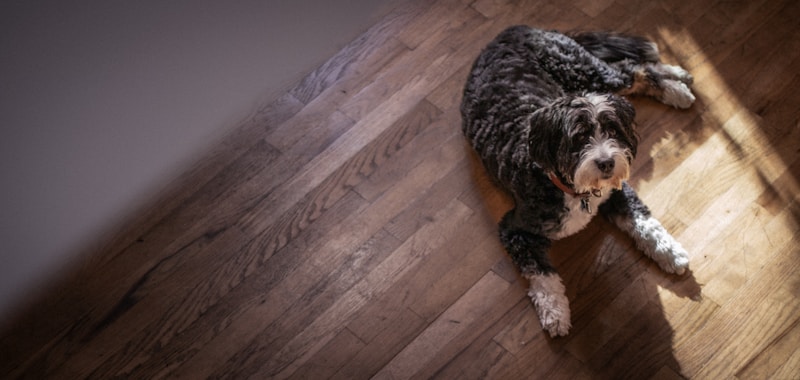 Bernedoodle dog resting indoors showing calm temperament