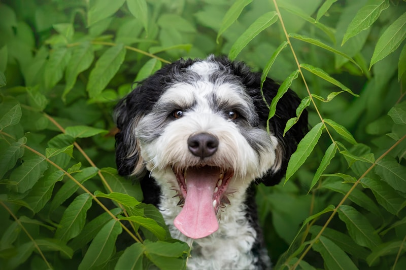Bernedoodle dog with black white and tan tri-color curly coat