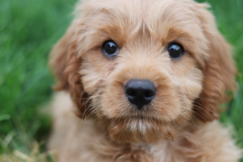 Cavapoo puppy with tan curly coat, breed with Cavalier heart health considerations