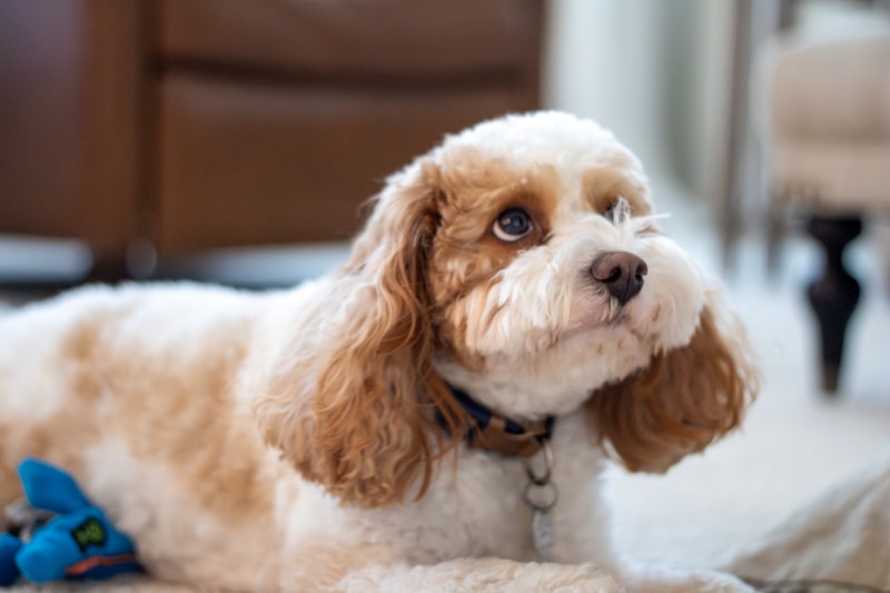 Cavapoo dog with tan and white curly coat showing small companion size