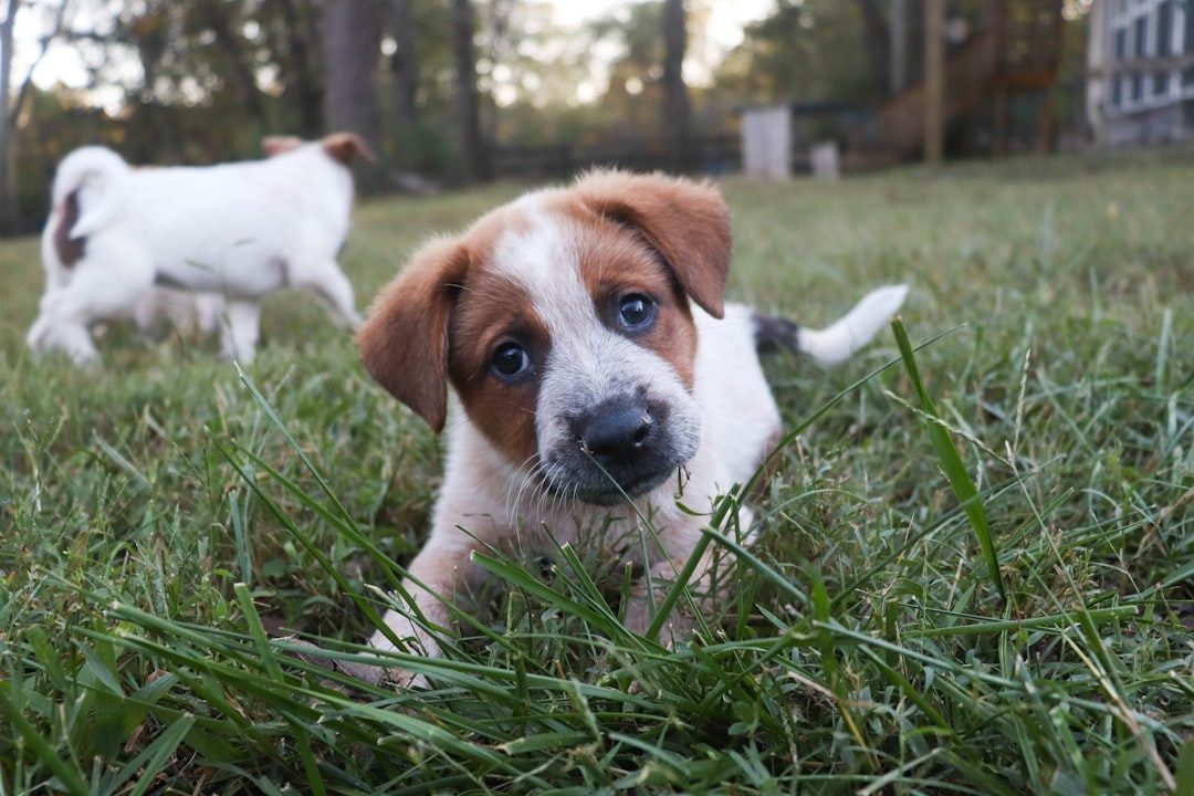Puppy looking curiously across a grassy yard
