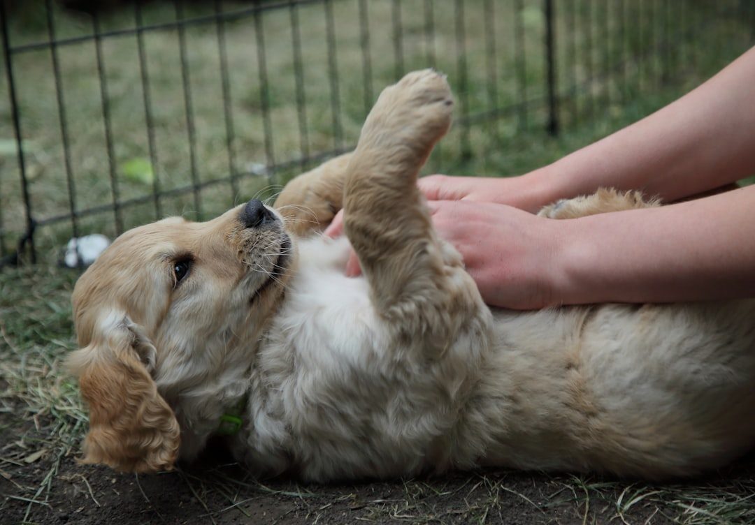 Puppy playing while being gently handled outdoors