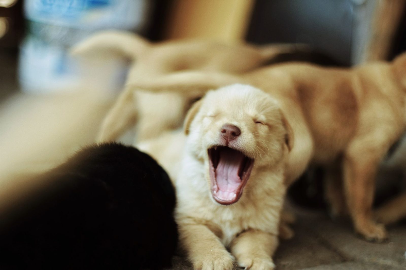 How to Choose the Right Puppy From a Sheepadoodle Litter