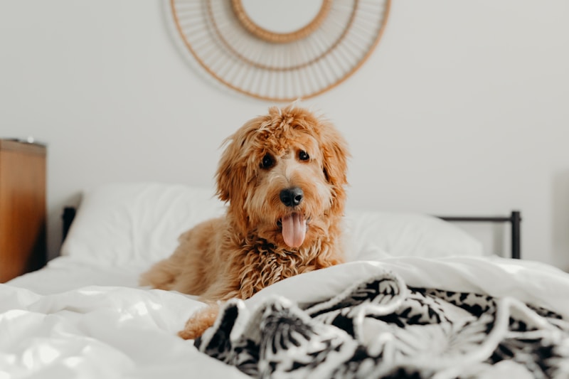 Goldendoodle dog with curly apricot coat, comparison breed to sheepadoodle