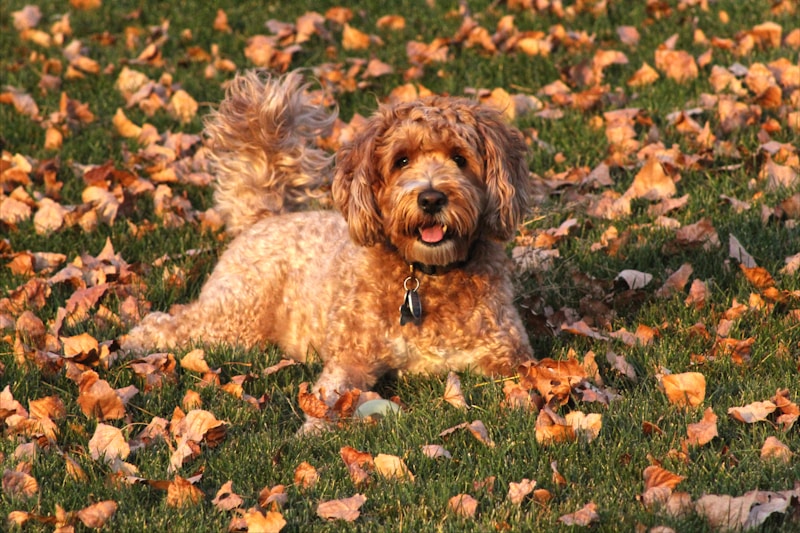 Goldendoodle dog outdoors showing curly low-shedding coat