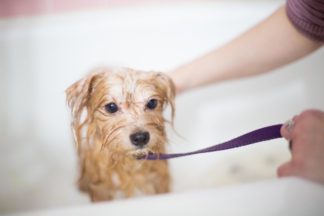 Wet dog held on a leash during a bath