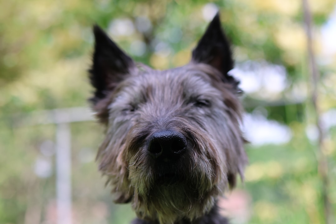 Close-up of a dog's face and ear