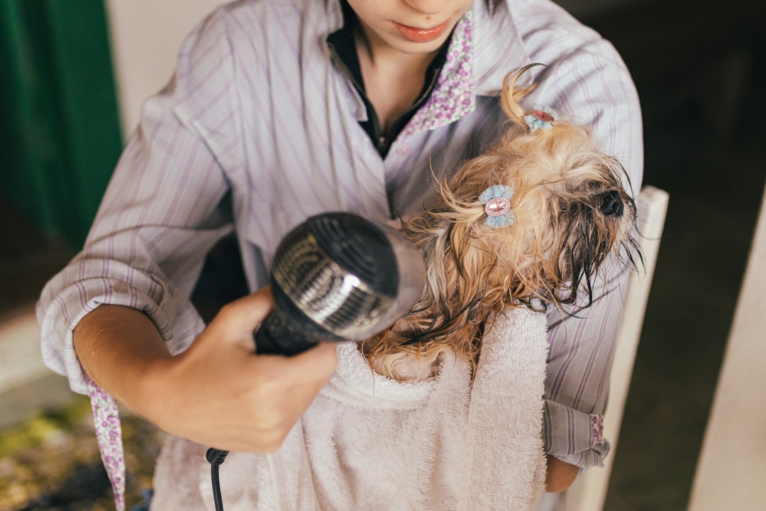 Dog being dried with a towel and blow dryer after a bath