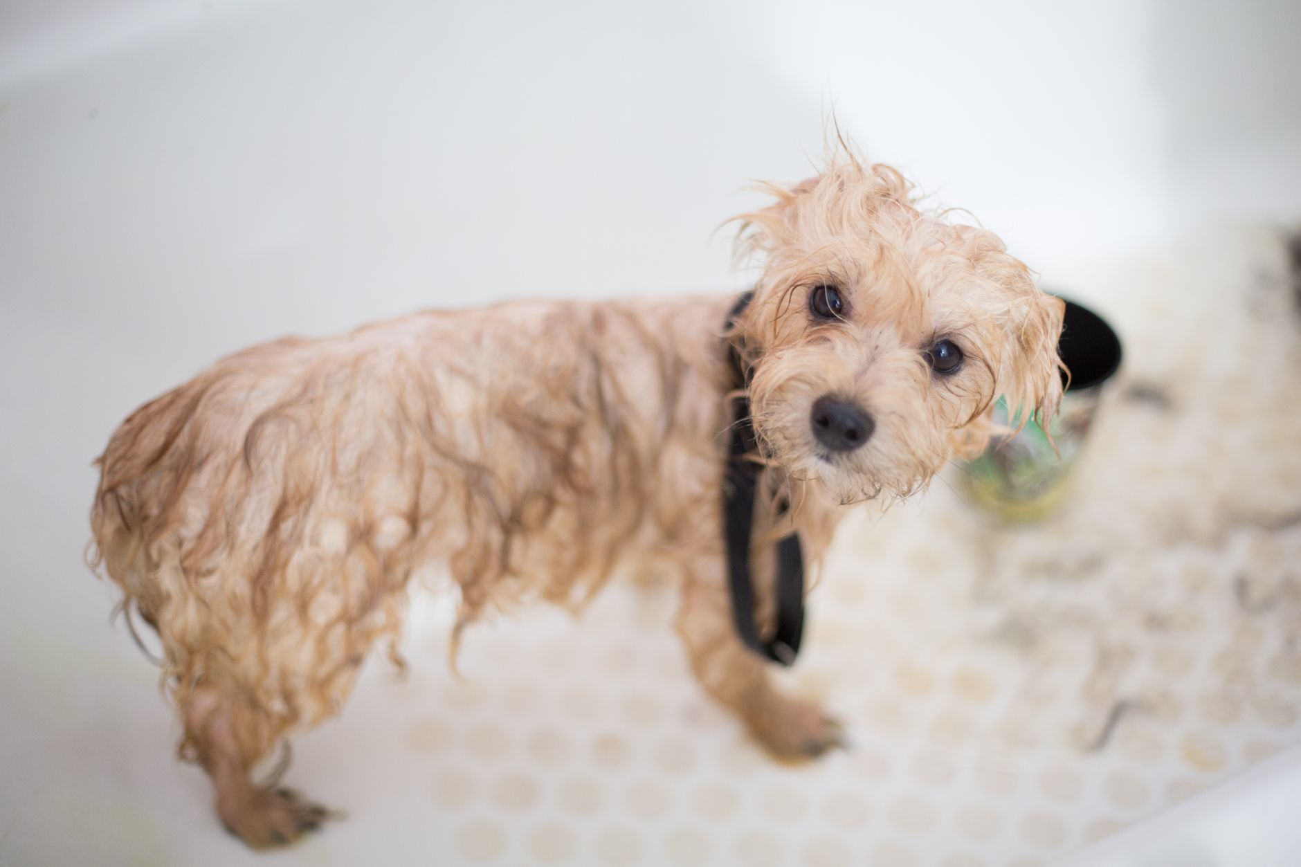How to Bathe a Sheepadoodle at Home: A Step-by-Step Guide