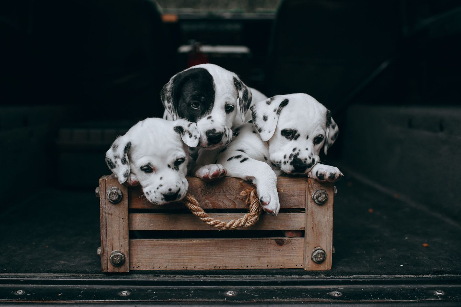 A litter of puppies resting together in a clean enclosure