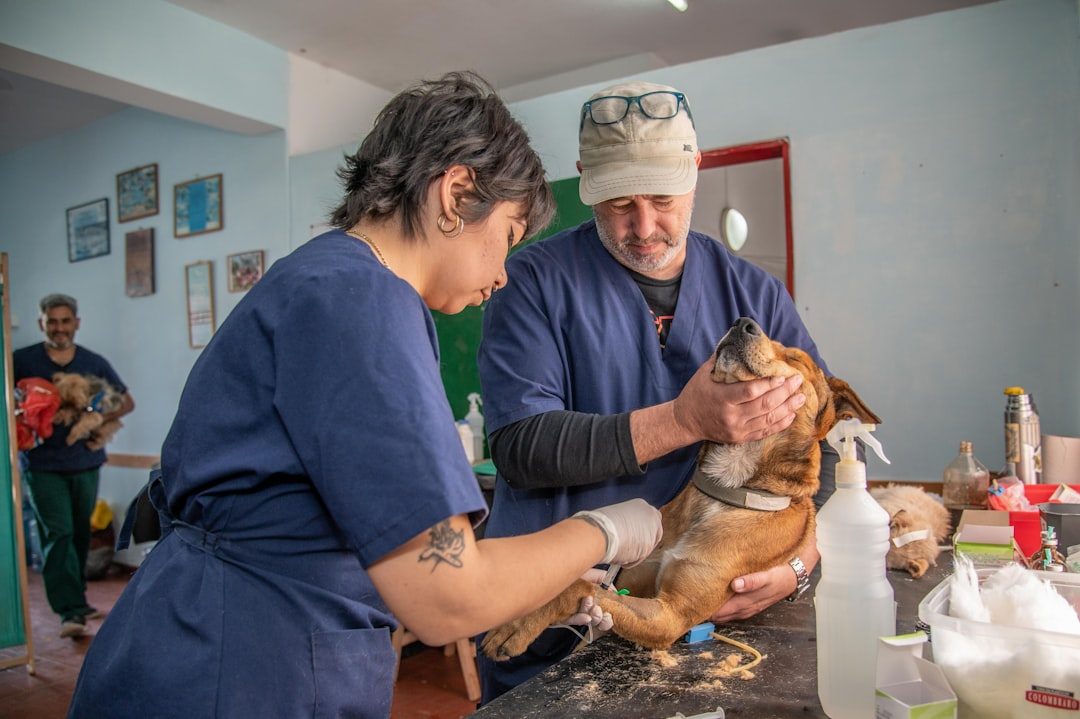 Veterinary staff performing a health check on a dog