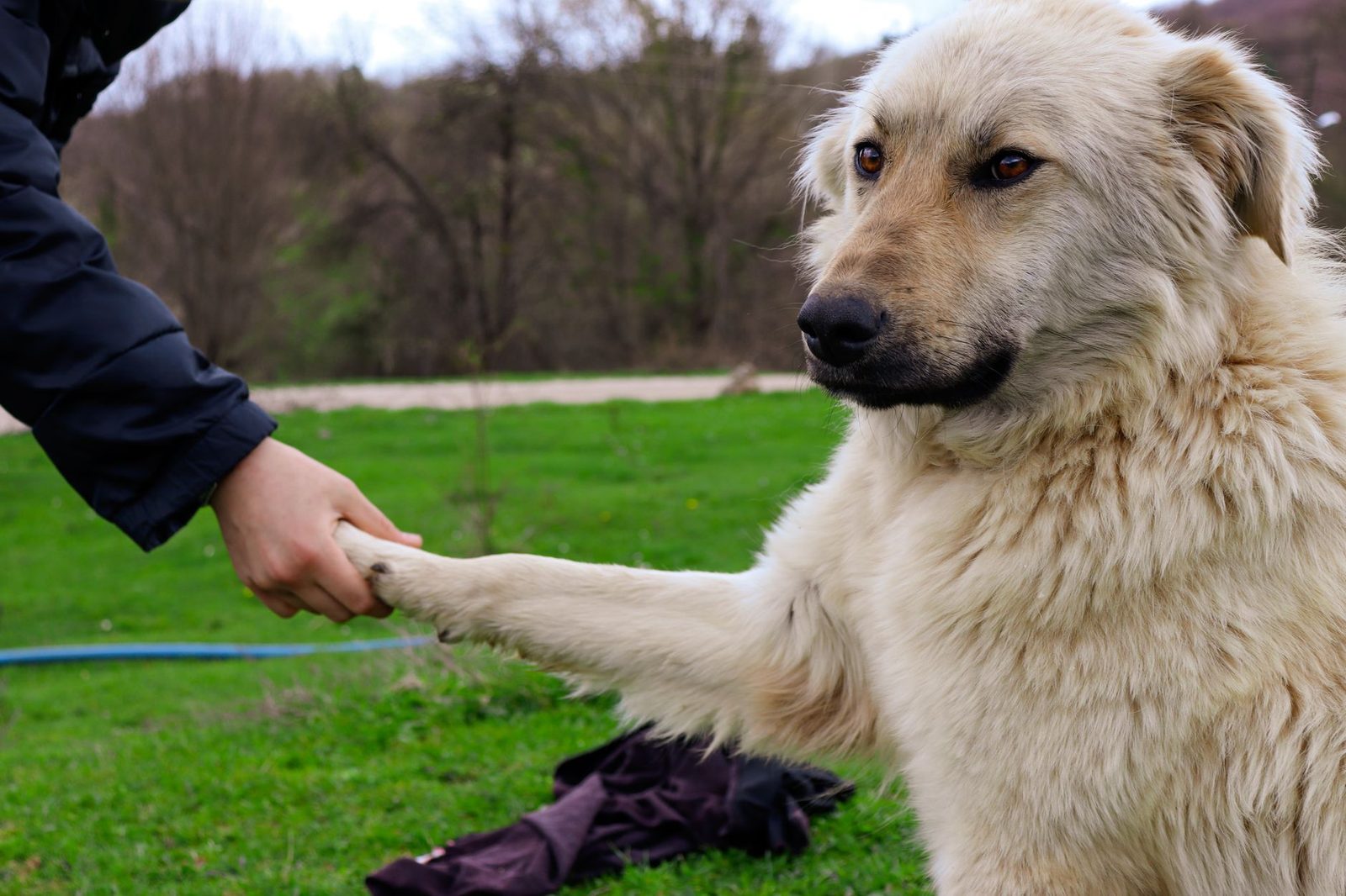 A person shaking paws with a friendly dog outdoors