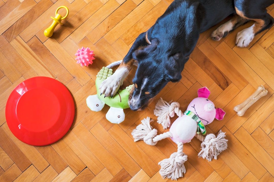Puppy exploring toys and novel textures during early socialization