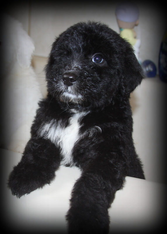 How to reserve a sheepadoodle puppy - Sunshine Sheepadoodles Texas breeder