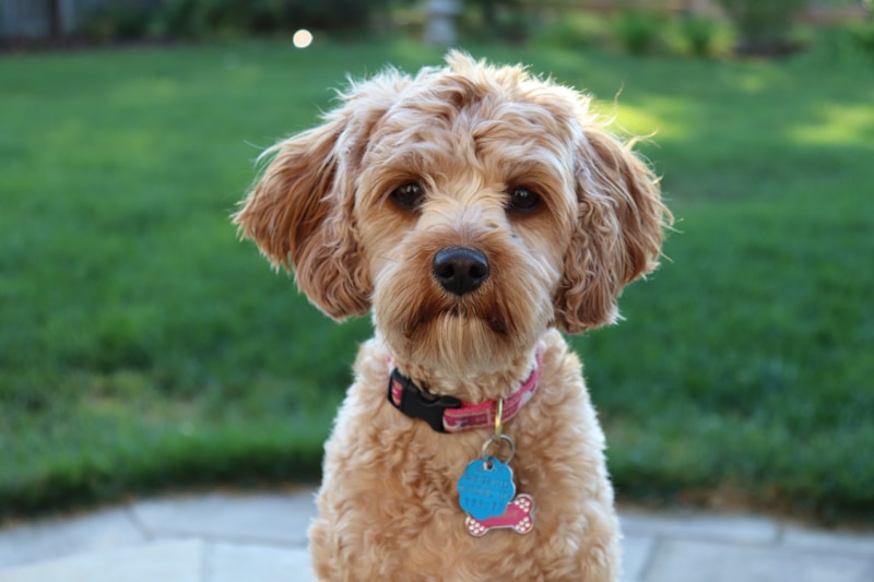 Labradoodle dog showing trainable enthusiastic temperament