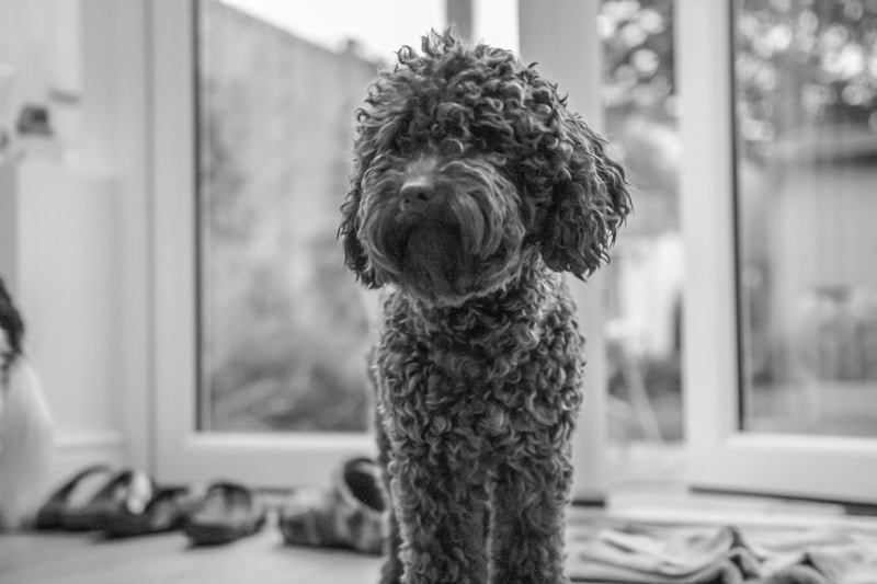 Labradoodle dog with tight curly wool coat texture