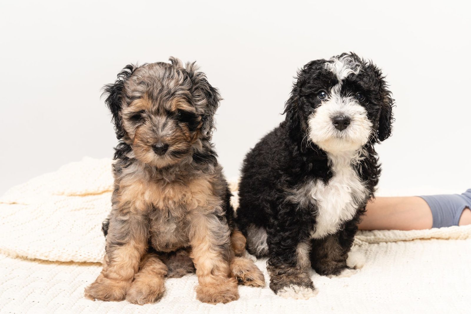 Two doodle-mix puppies with different coat colors sitting together