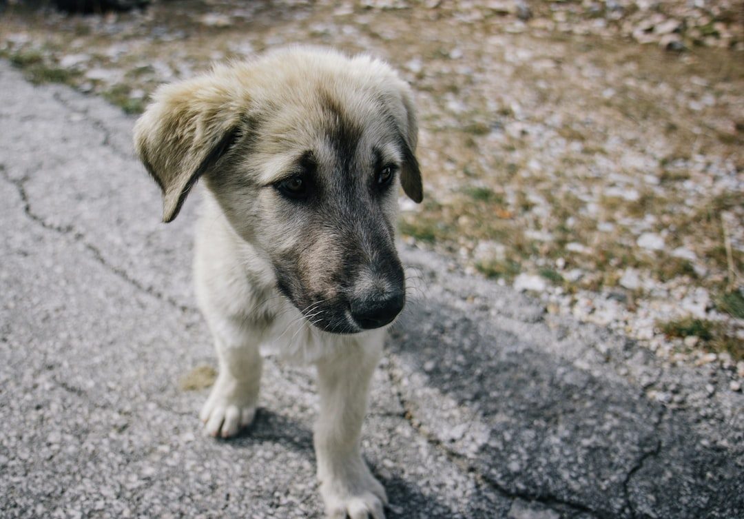 Puppy with visibly large paws relative to its legs