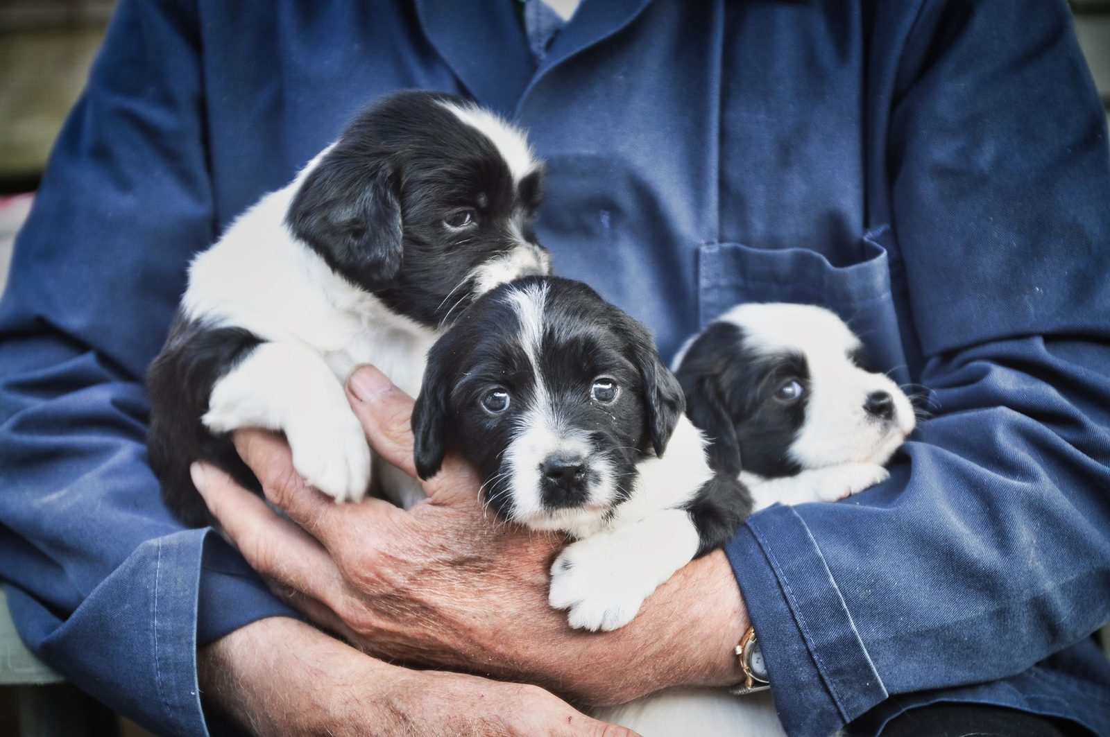 Person holding three black-and-white puppies from a litter