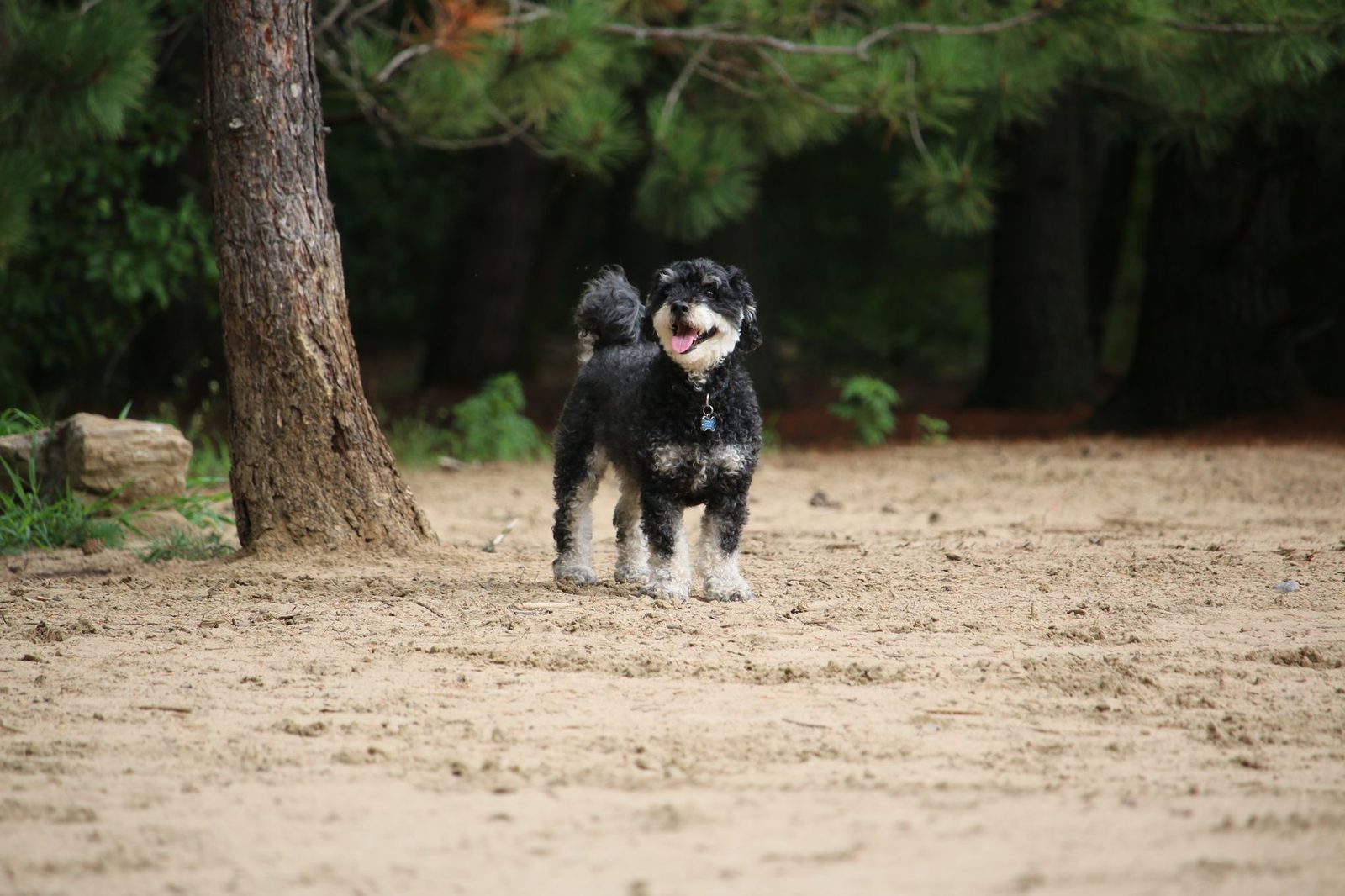 Full-grown adult Mini Sheepadoodle standing outdoors showing adult size and coat