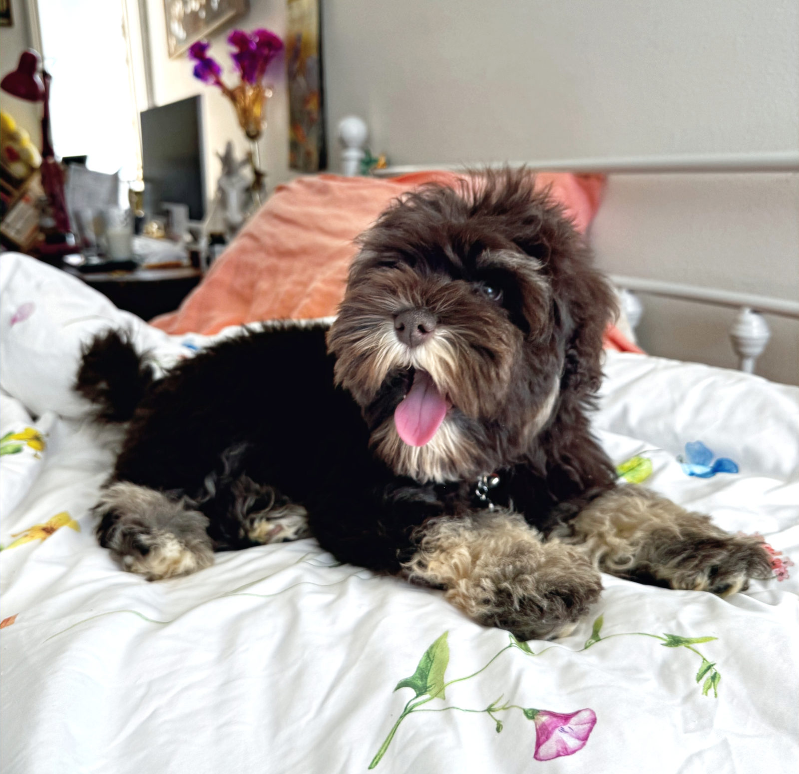 Senior Sheepadoodle Care: A Complete Guide to Aging Gracefully
