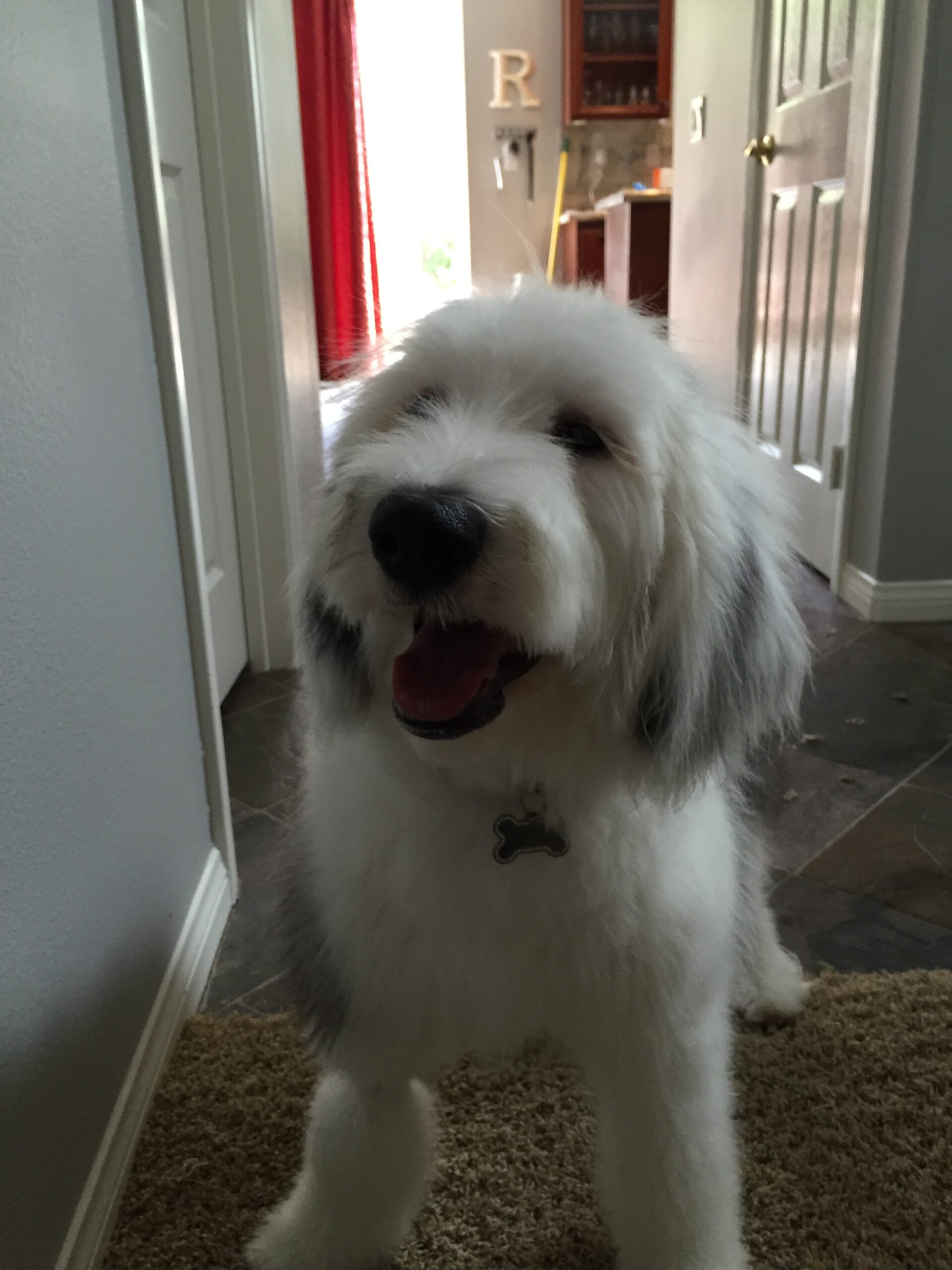 Six month old Sheepadoodle indoors