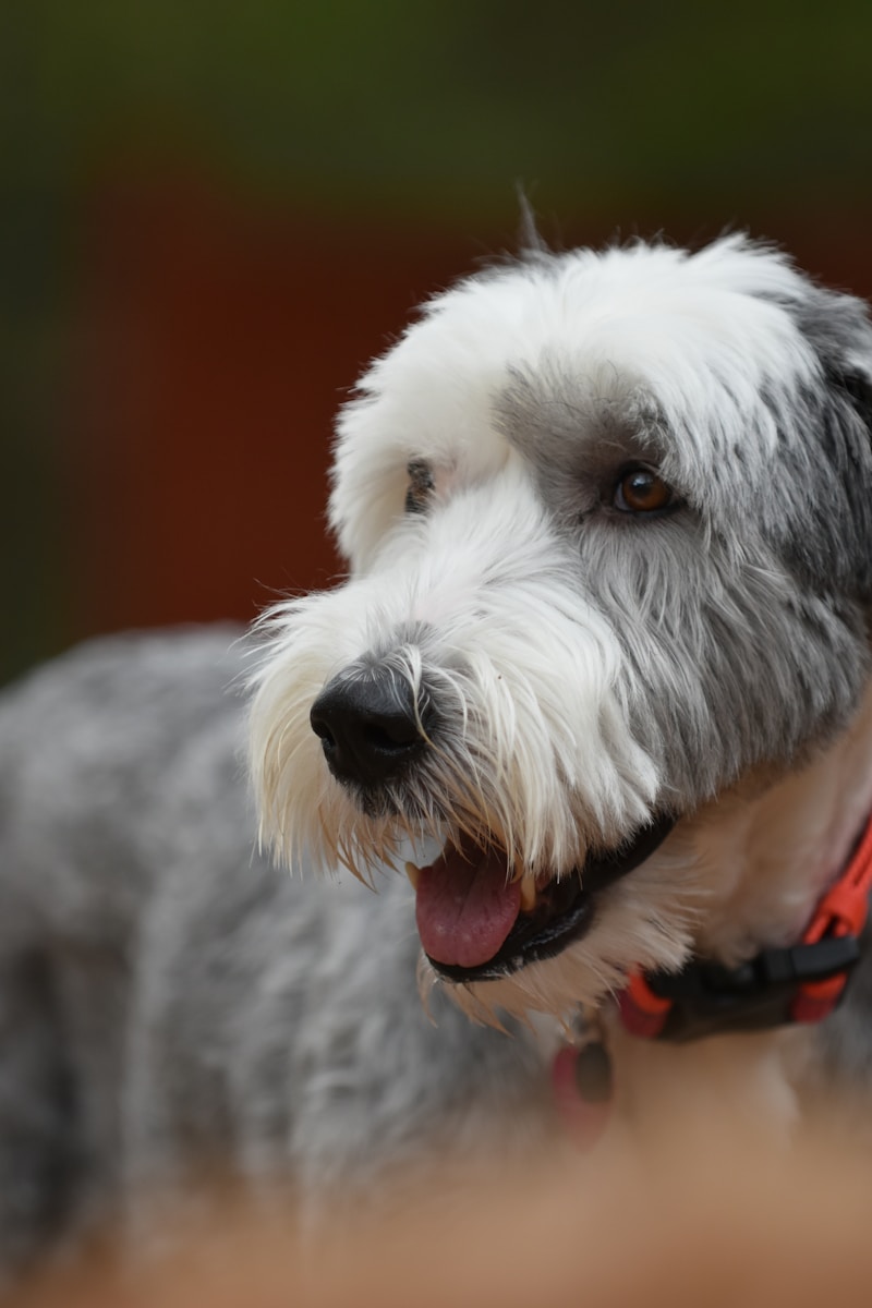 Sheepadoodle dog compared to Cavapoo breed size and temperament