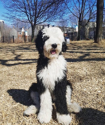 Adult Sheepadoodle sitting outdoors at full growth