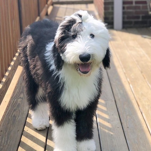 Adult Sheepadoodle standing on a deck