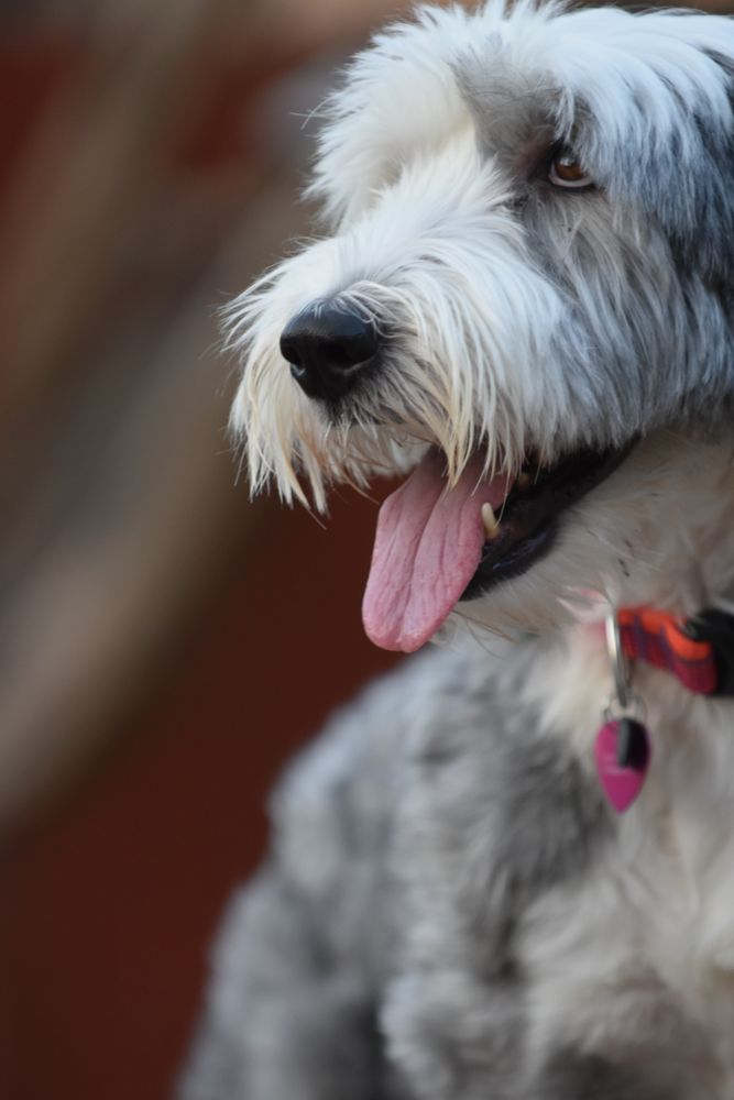 Sheepadoodle Barking: Causes and Solutions