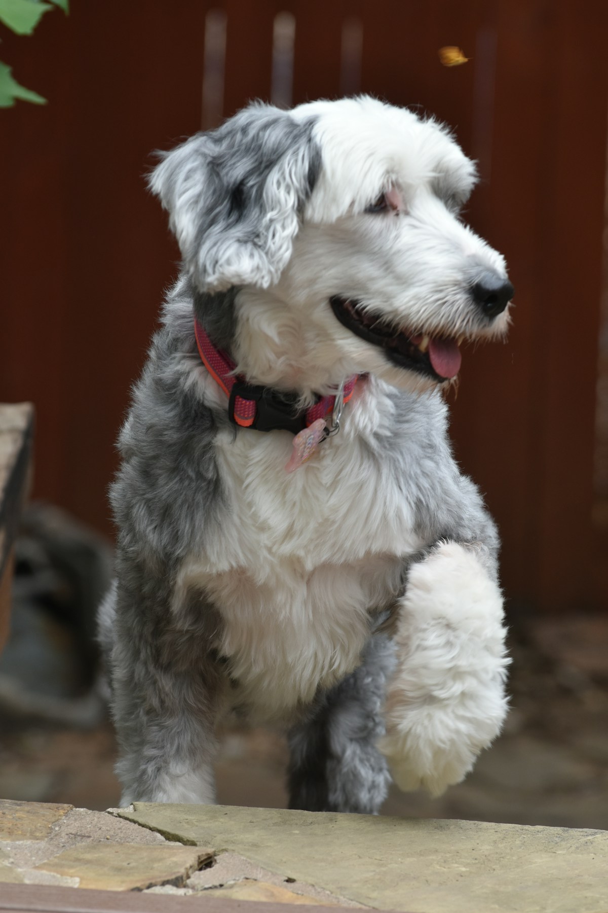 Alert sheepadoodle dog ready for travel rest stop