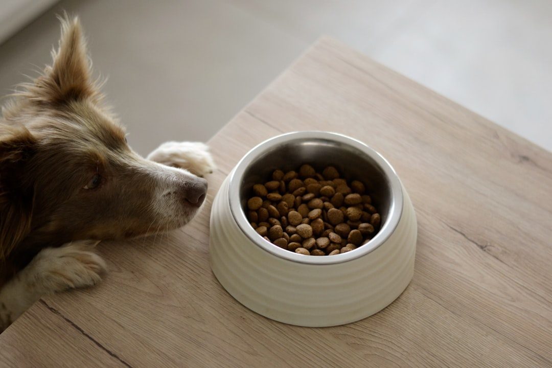 Dog next to a full food bowl on a table