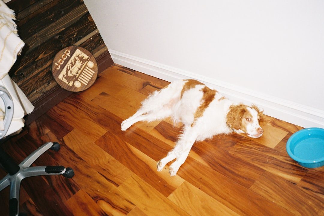 Dog resting on the floor near its water bowl