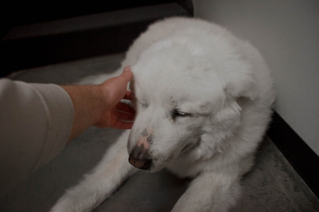 Person gently petting a fluffy white dog