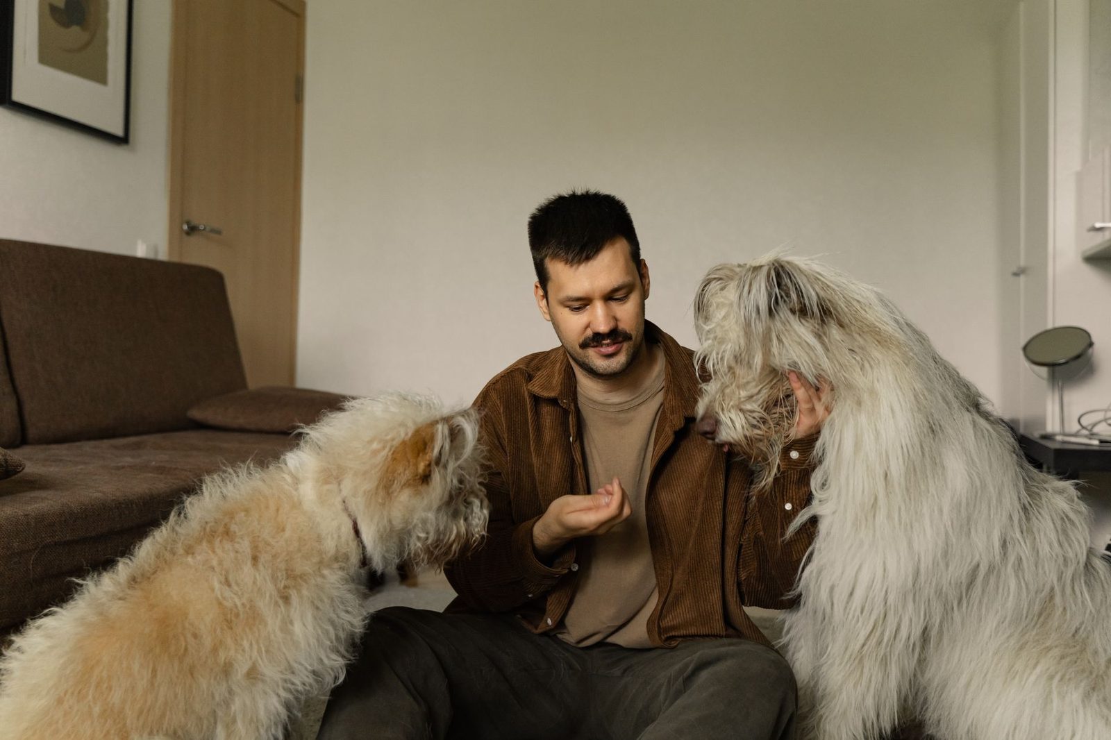 Large fluffy doodle-type dog relaxing at home with its owner