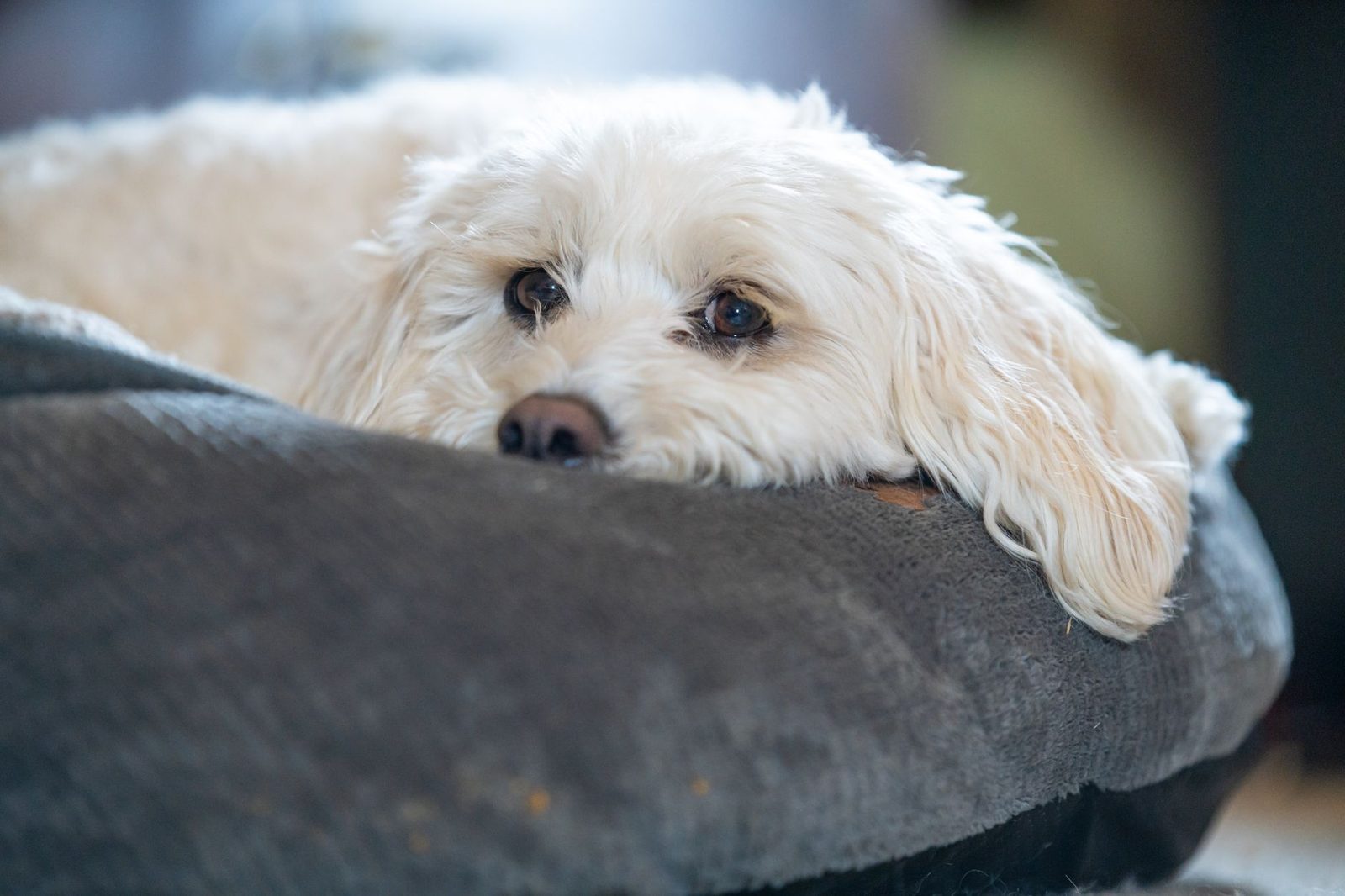 Small fluffy doodle dog curled up on a bed in a compact apartment bedroom