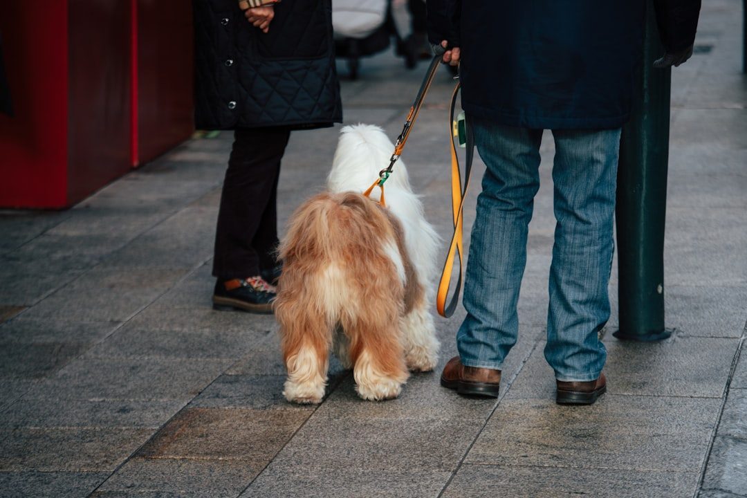 Person walking a small fluffy dog on a leash along a city sidewalk