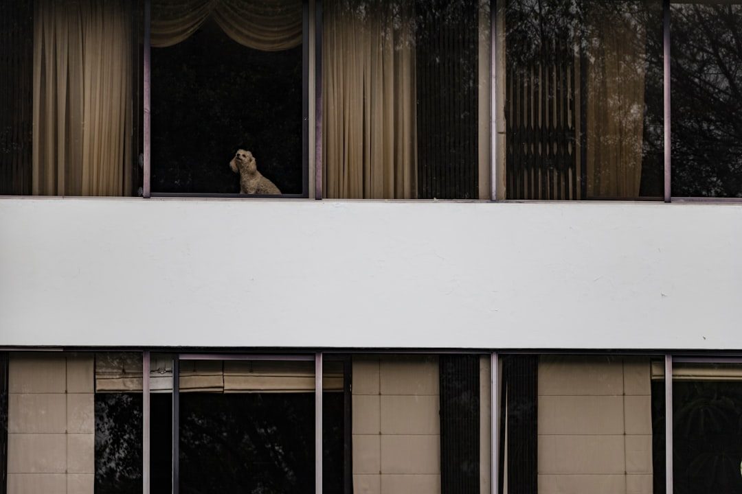 Dog visible in an apartment building window