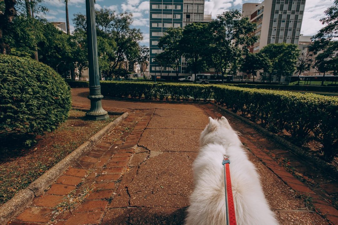Fluffy white dog on a leash walking through a city park path