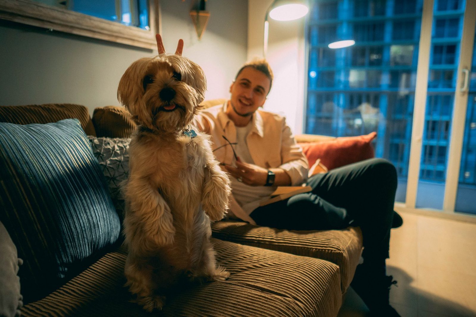 Small fluffy dog relaxing on a couch with its owner in a modern apartment