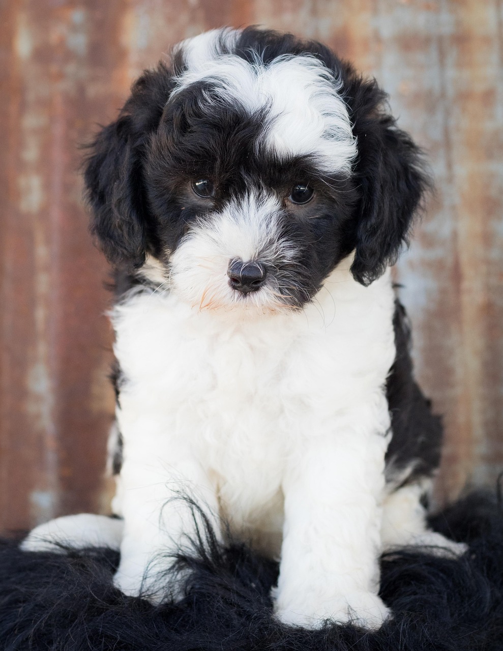 Sheepadoodle Coat Colors & Markings: Complete Guide