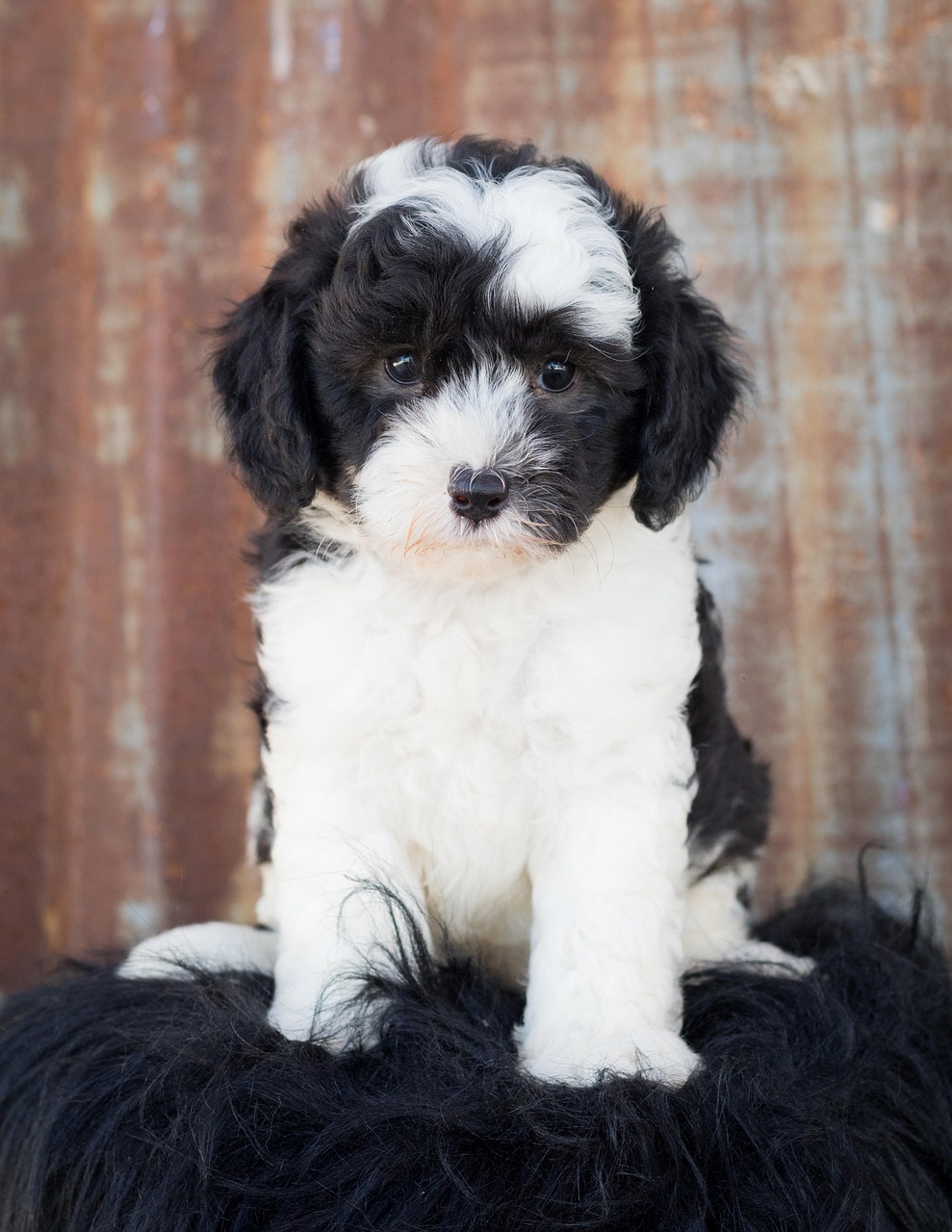 Sheepadoodle puppy with black and white markings